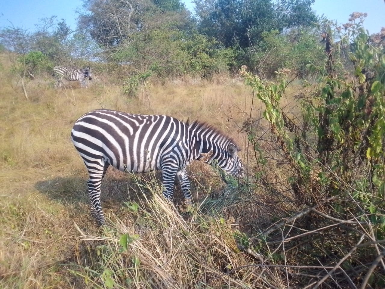 Status from Mapeesa Tours and Travel