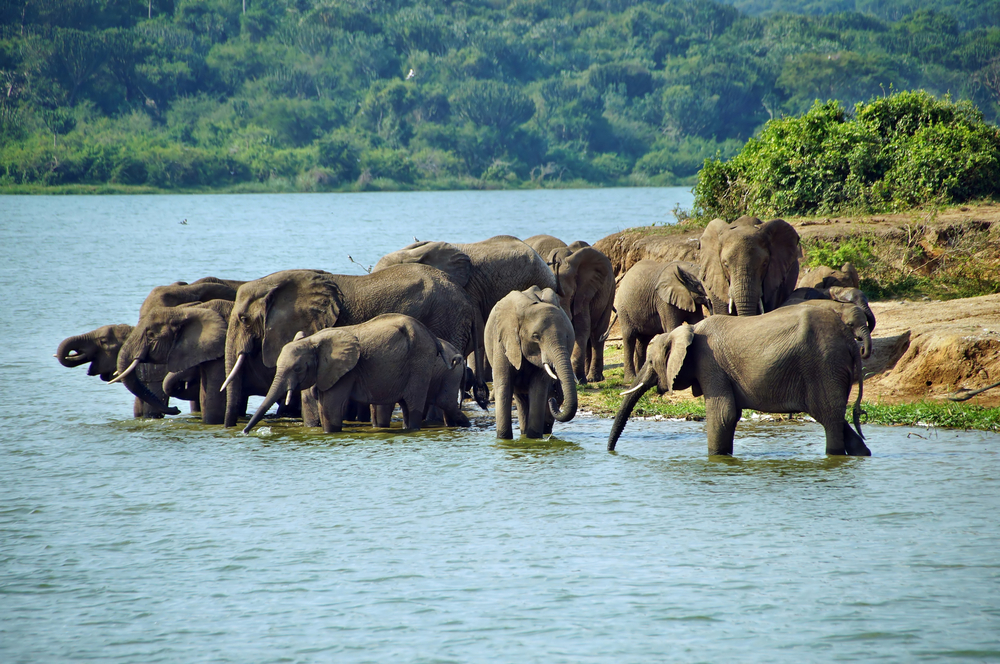 Status from Mapeesa Tours and Travel