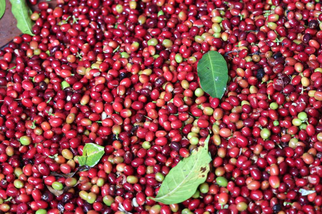 Supply Arabica coffee +256790560642 Conilon (Robusta) green coffee