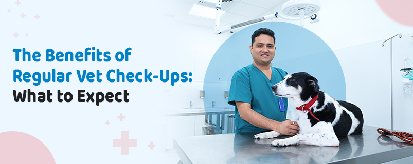 Vet Near Me How to Choose the Right Veterinarian